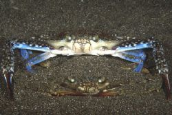 Mating crabs. Manado, Indonesia. Nikon F90X, 60mm by Pablo Pianta 